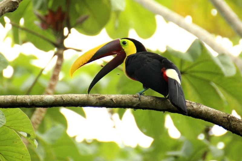 costa rica voyage circuit, voyage organise, costa rica voyage sur mesure globe travel