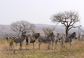 afrique du sud parc kruger, voyage safari, globe travel