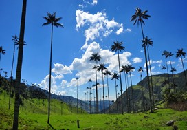 voyage andes colombie salento cocora globe travel