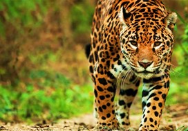 brésil nature voyage safari