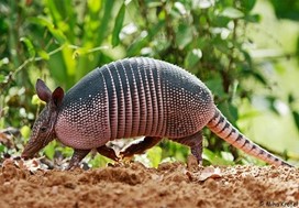 pantanal safari brésil