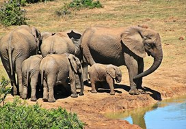 réserve naturelle voyage afrique du sud, globe travel