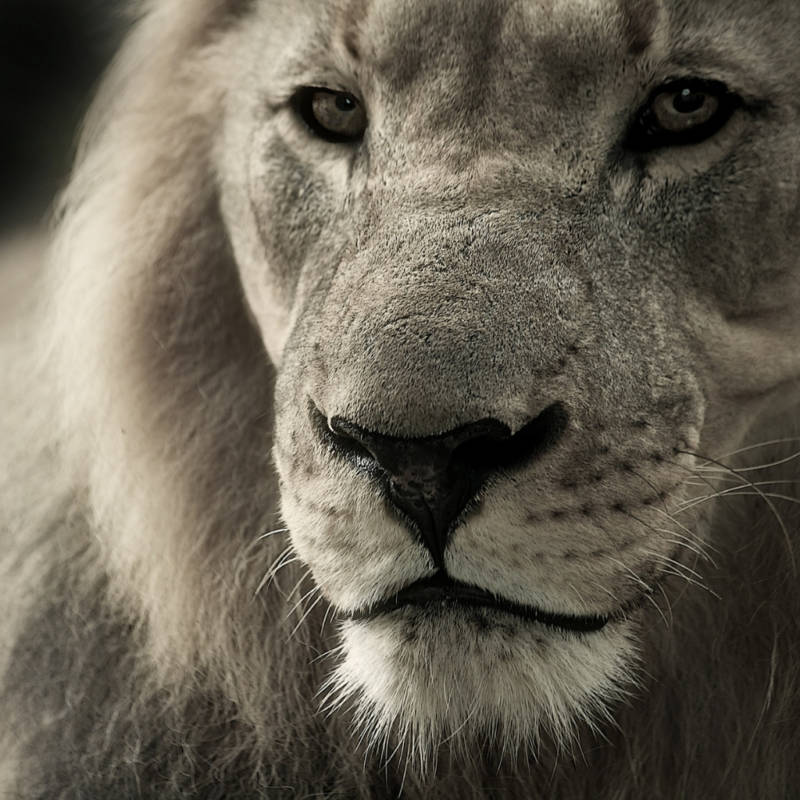 voyage-Afrique-du-Sud-Globe-Travel-lion voyage-Afrique-du-Sud-Globe-Travel-lion