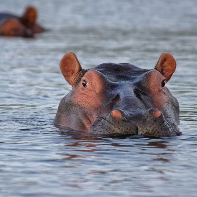 voyage-Afrique-du-Sud-Globe-Travel-hippopotame voyage-Afrique-du-Sud-Globe-Travel-hippopotame