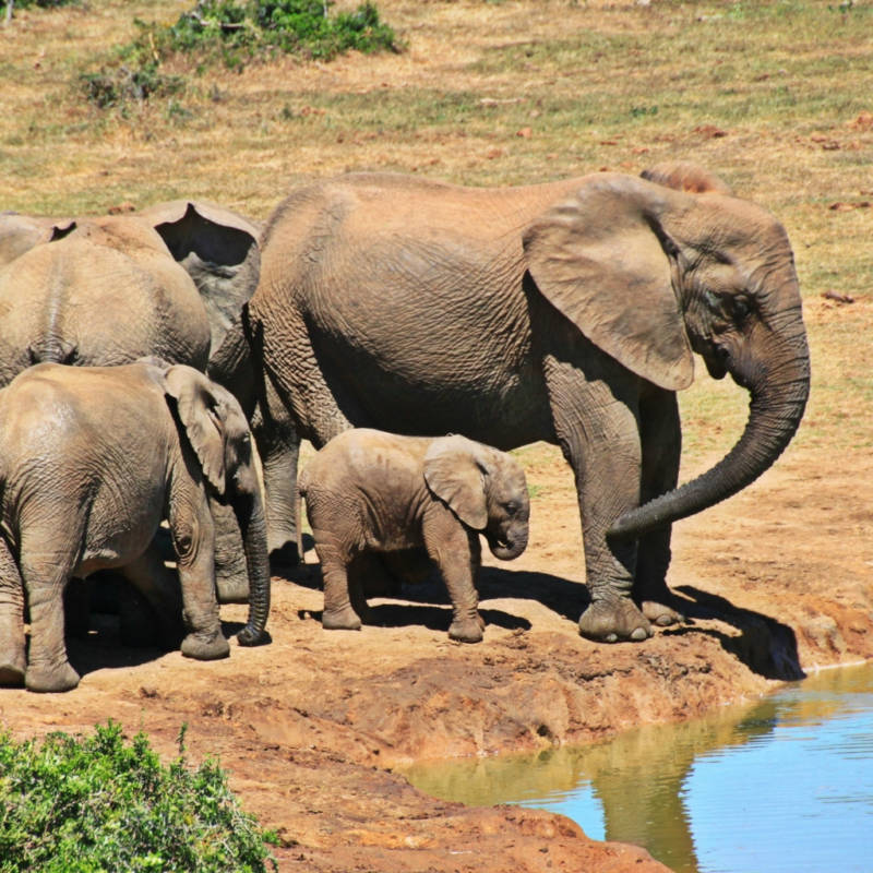 voyage-Afrique-du-Sud-Globe-Travel-parc-kruger voyage-Afrique-du-Sud-Globe-Travel-parc-kruger