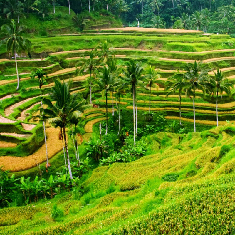 voyage-bali-indonesie-globe-travel-riziere voyage-bali-indonesie-globe-travel-riziere