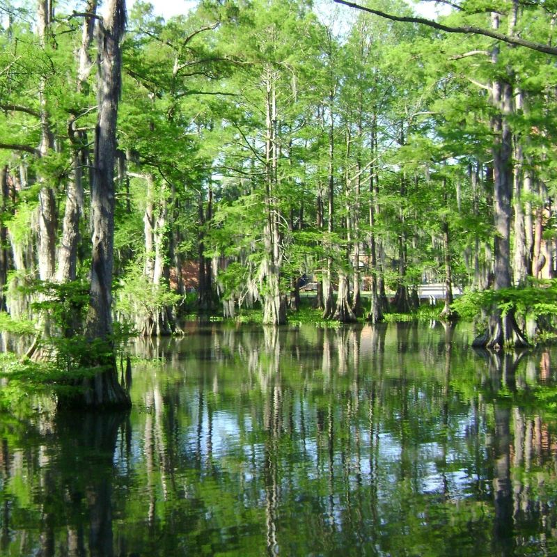 voyage-usa-musique-globe-travel-bayou voyage-usa-musique-globe-travel-bayou