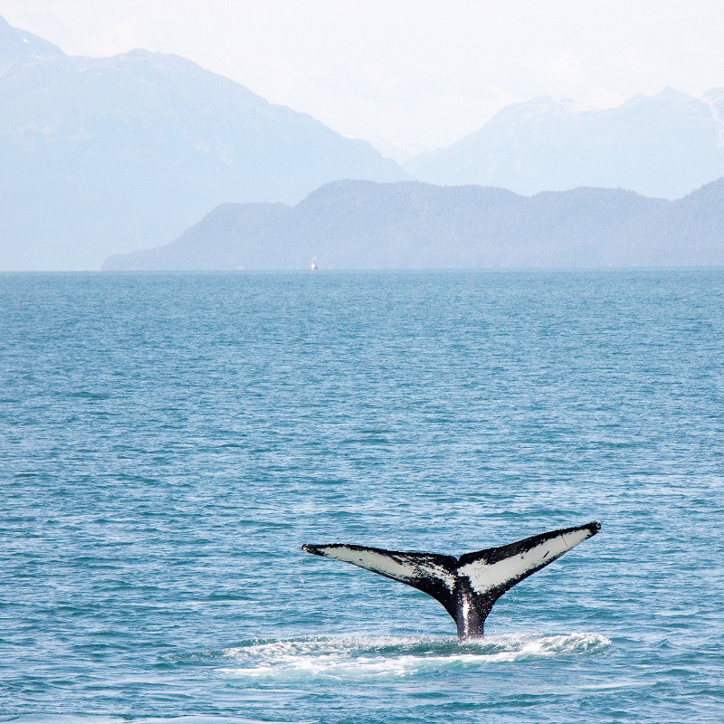 baleine-sejour-canada-road-trip baleine-sejour-canada-road-trip