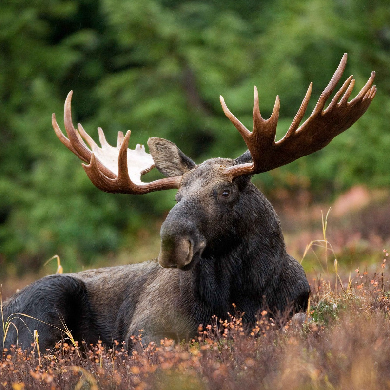 voyage-globe-travel-canada-wapiti voyage-globe-travel-canada-wapiti