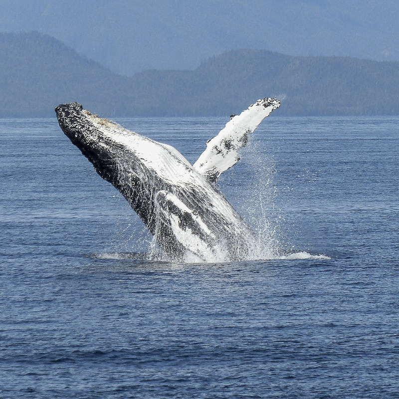 globe-travel-voyage-baleine-canada globe-travel-voyage-baleine-canada