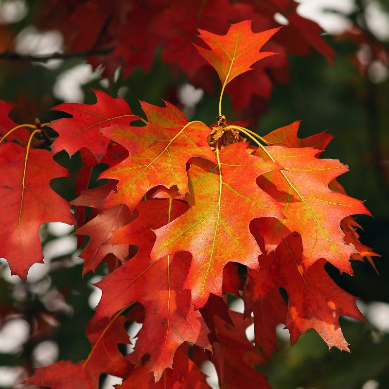 globe-travel-voyage-automne-canada globe-travel-voyage-automne-canada