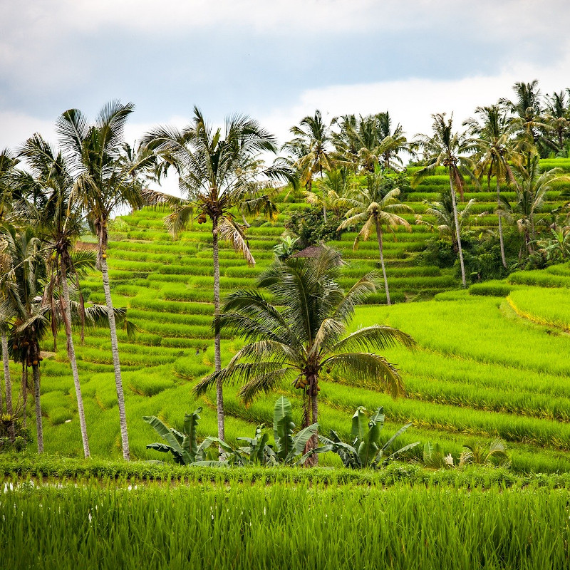 globe-travel-voyage-jatiluwih-rizières-bali globe-travel-voyage-jatiluwih-rizières-bali