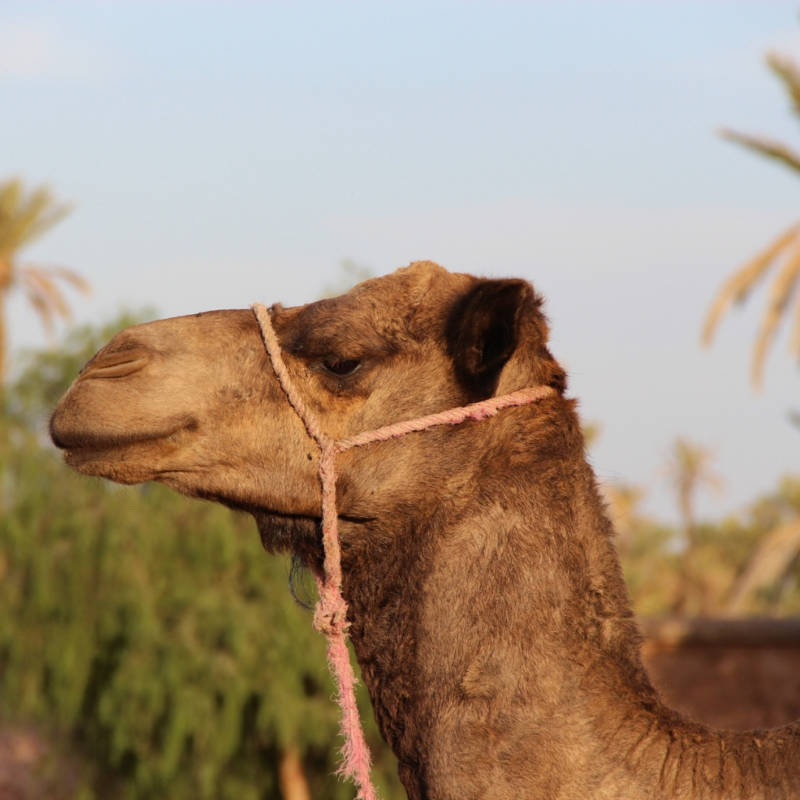 maroc-chameau voyage-maroc-globe-travel