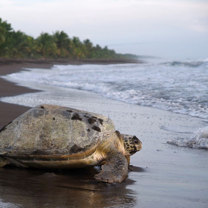 globe-travel-voyage-costa-rica-tortuguero