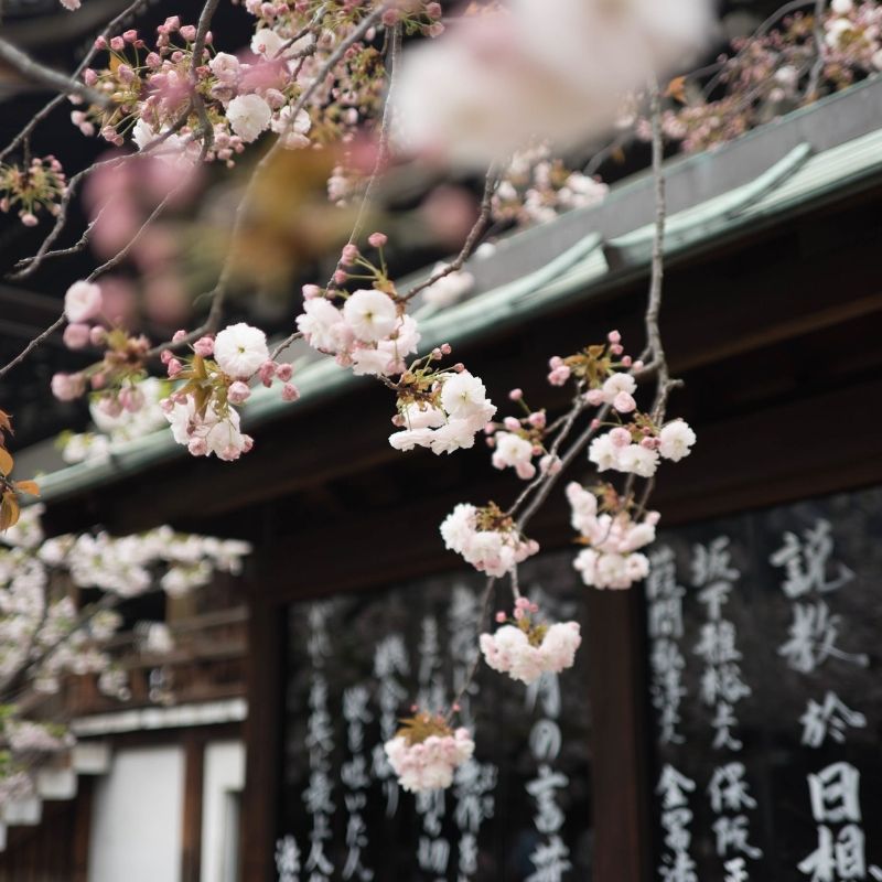 japon japon