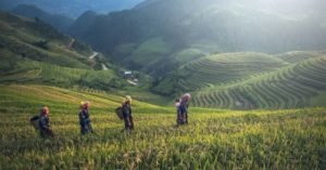 voyage au Vietnam dans les rizières