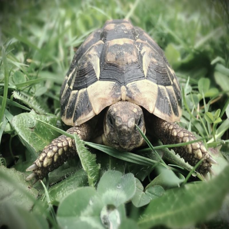 sri-lanka-tortue voyage-globe-travel-sri-lanka