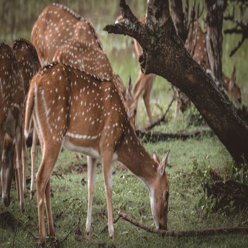 yala-sri-lanka-nature voyage-globe-travel-sri-lanka