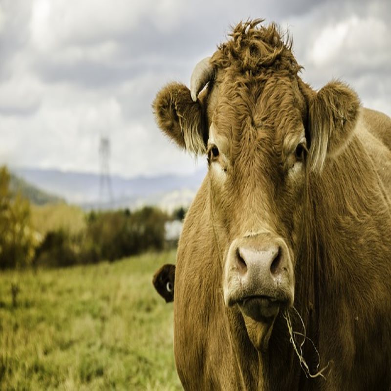 canada-charlevoix-vache voyage-globe-travel-canada-wapiti
