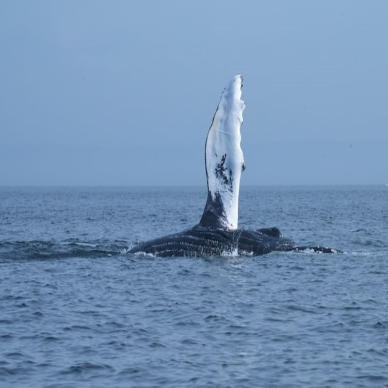 canada-charlevoix-tadoussac-baleine baleine-sejour-canada-road-trip