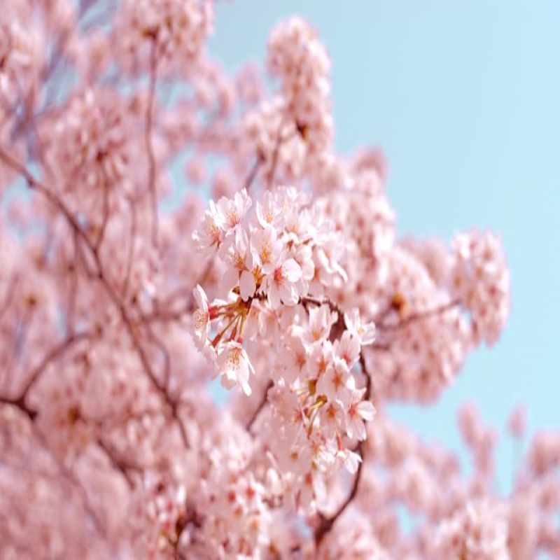 voyage-france-japon voyage-globe-travel-japon