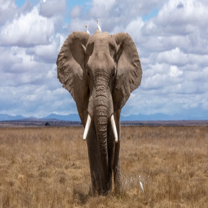 elephant-thailande voyage-globe-travel-thailande