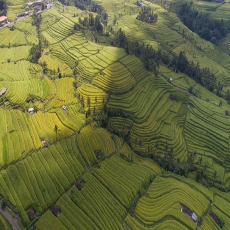 jartiluwih-bali-indonesie-riz globe-travel-voyage-jatiluwih-rizières-bali