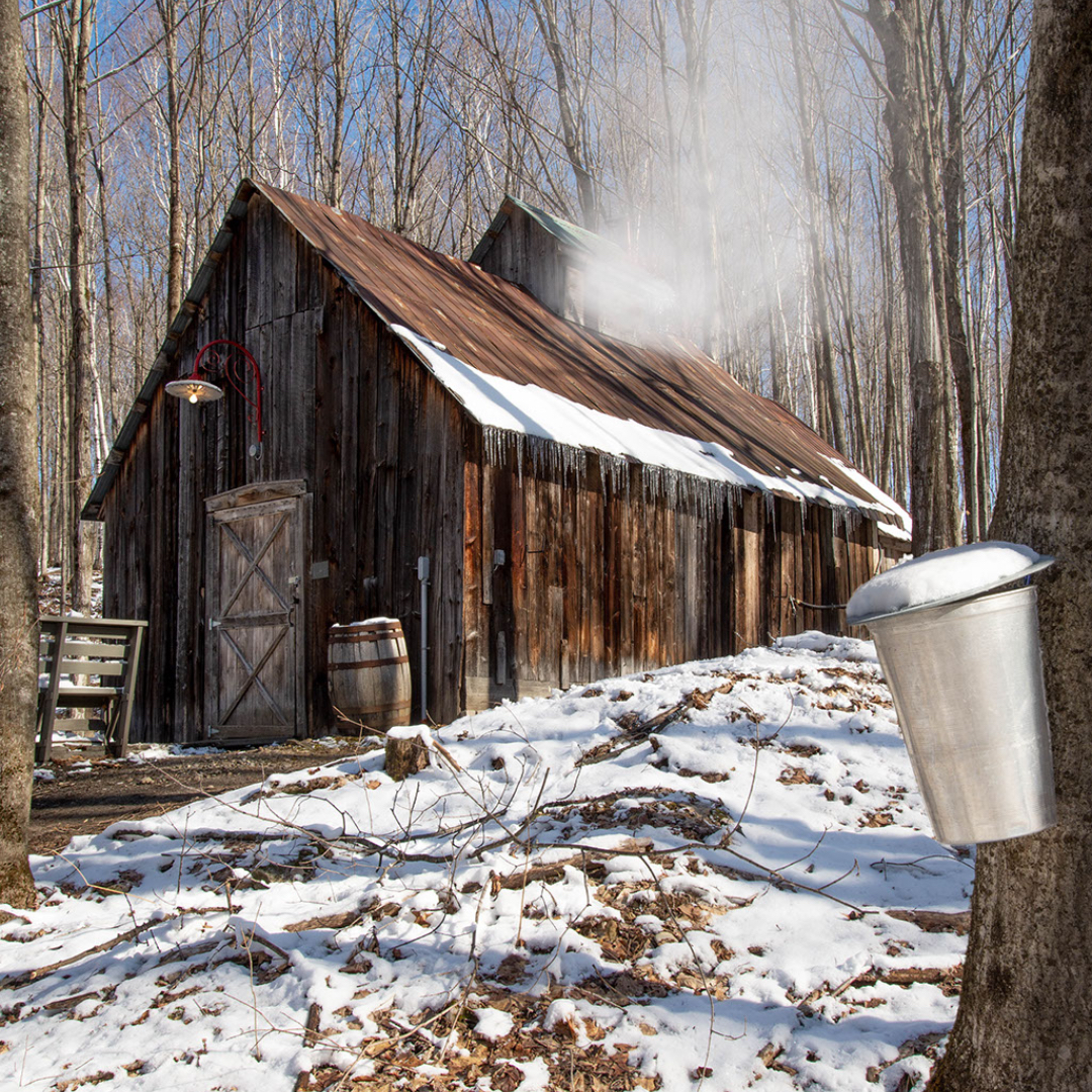 phoque-gris-sejour-canada-road-trip