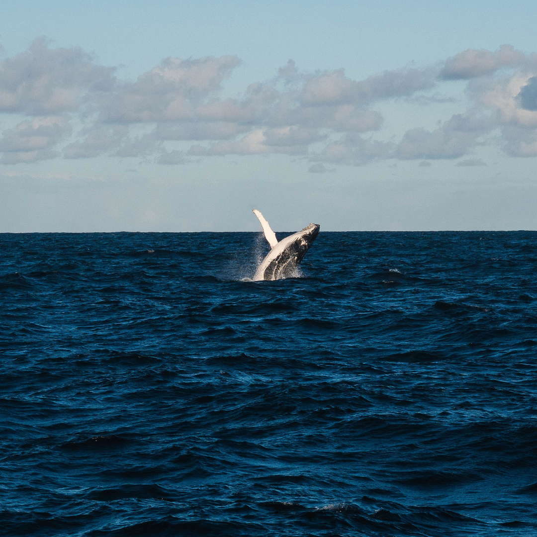 baleine