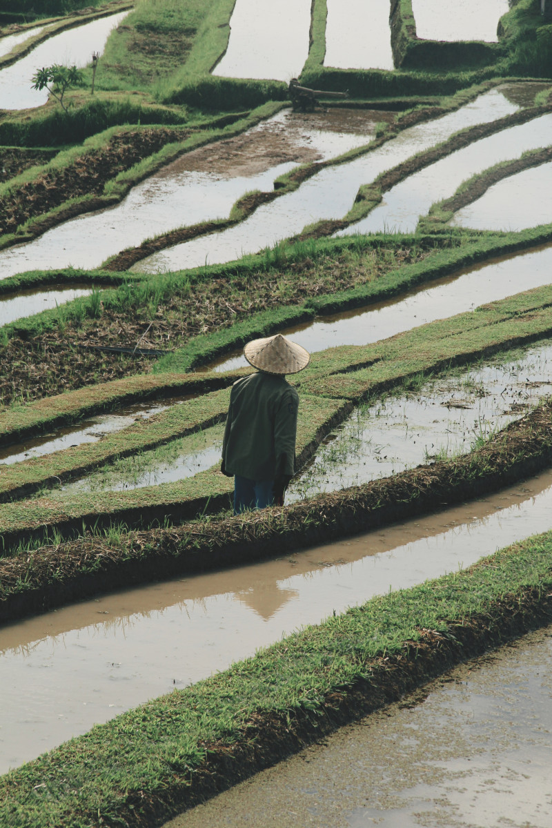 Jatiluwih-Rice-Terrace